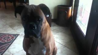 Maverick pj and gianni