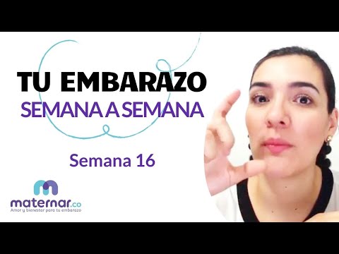 Semana 16 | Tu embarazo semana a semana | Maternar.co