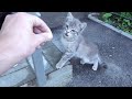 Grey Kitten Hisses At Cat