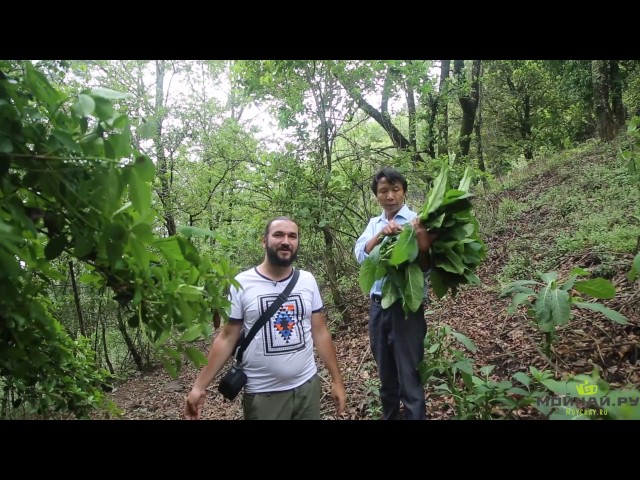 Чайные фермеры на горе Уляншань, Часть Вторая. Китай, Юньнань.