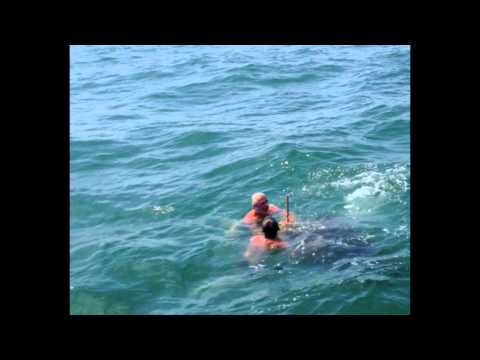 Kennedy Brothers Rescue Leatherback Sea Turtle, Get Investigated By NOAA