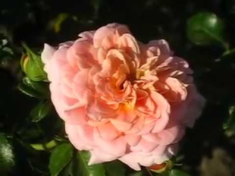 Роза Концерто