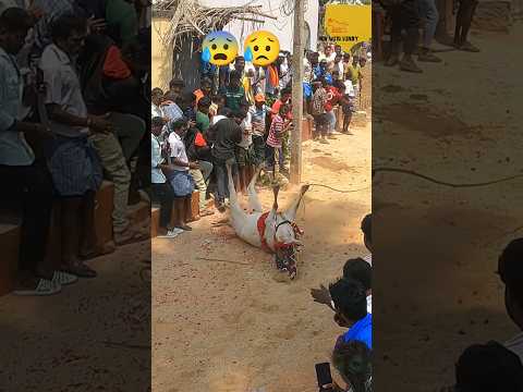 Sad Moment 😰 Bull Dashing Current Pole 😞 Komaragunta Jallikattu#chittoorjallikattu#runwithvinay