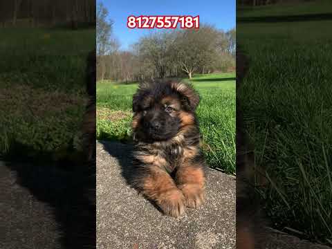 Jerman shaphrd dog 🐶🐕😍 #shortsfeed #popular #lifeisbutadream #music #dog #jermanshepard