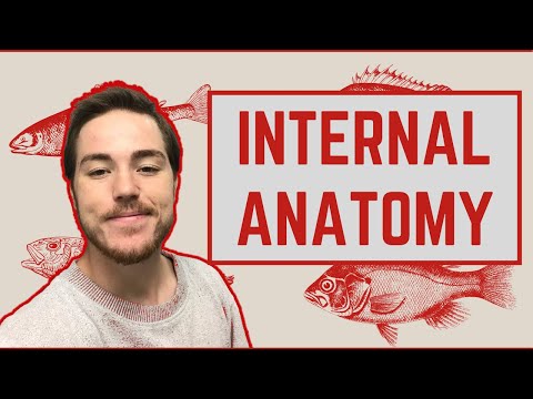 Ichthyology Lesson 4 - Internal Anatomy