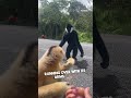 A Gibbon S Gesture Of Friendship
