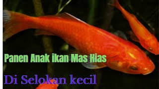 Download lagu Panen ikan mas di saat hujan rintik rintik - nguseup lauk emas - mancing di selokan mp3 Download lagu Panen ikan mas di saat hujan rintik rintik - nguseup lauk emas - mancing di selokan mp3