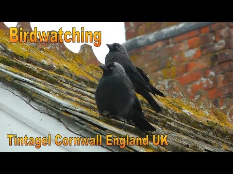 🇬🇧 Tintagel - Cornwall - UK - Birdwatching (FHD 1080p)