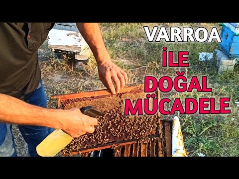 Arılarda Varroa (Bit) İle Organik Mücadele Nasıl Olmalı ne fayda