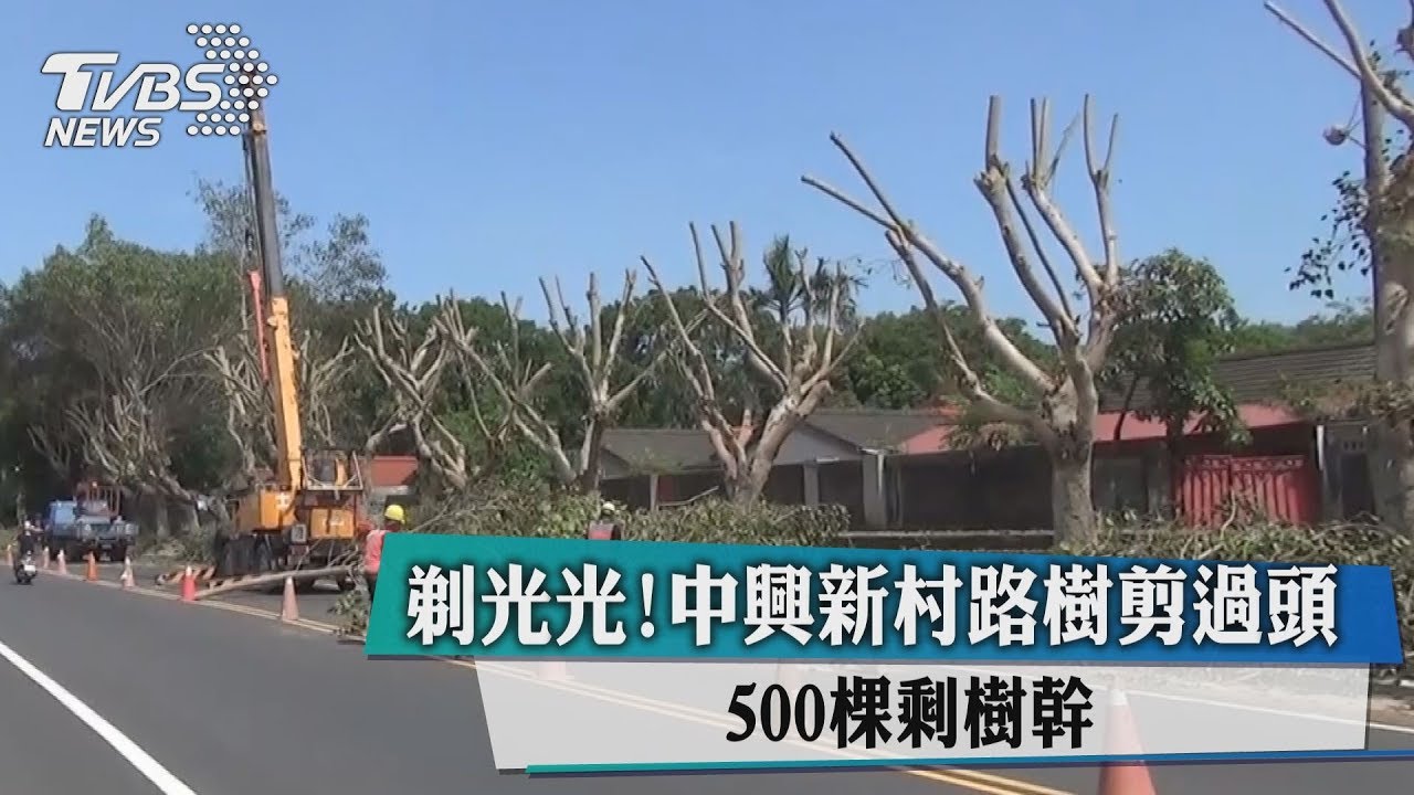 剃光光!中興新村路樹剪過頭 500棵剩樹幹