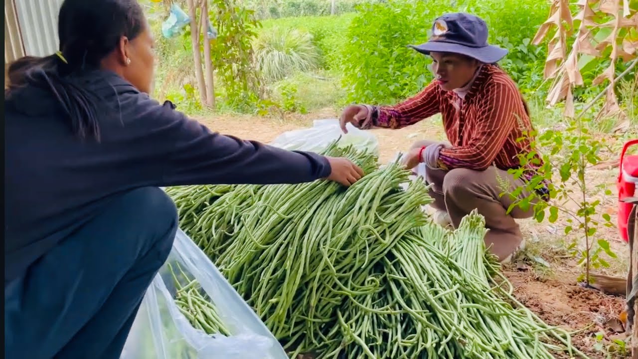 Harvesting long beans from the garden to sell at the supermarket