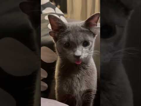 This cat has 4 ears! 🐱 #Shorts