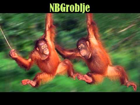 NBGroblje - Dzanglmanija