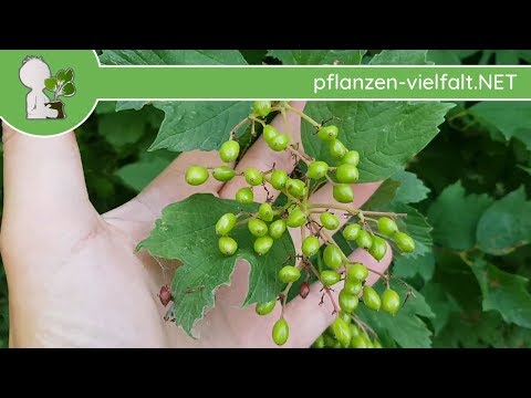 Gew. Schneeball - Unreife Früchte - 05.06.18 (Viburnum opulus) - Bäume (Früchte) bestimmen