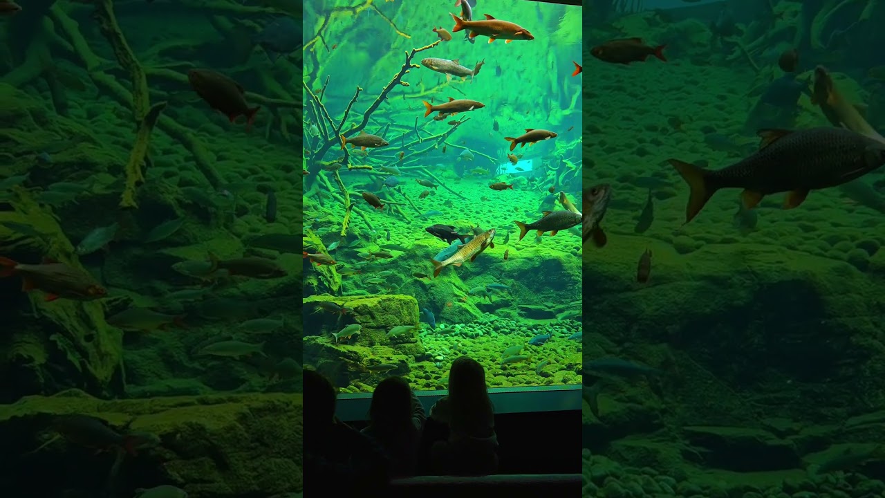 YouTube Short thumbnail