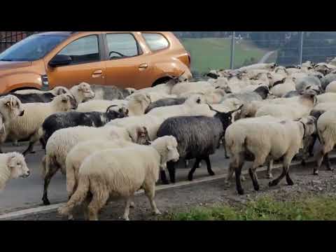 Owce Gliczarów Górny