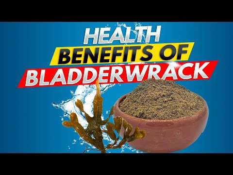 Fucus Vesiculosus Extract Powder