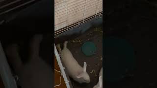 Florida White Rabbits Videos