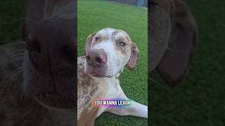 dogs audition to be a content creator!! #dogshorts #doggielife #cutedog #petsrule