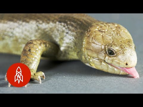 These Skinks Are on the Brink of Extinction