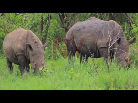 EKIFO AWAKUUMIRWA ENKULA: Zziwa Rhino Sanctuary egguddwawo nate