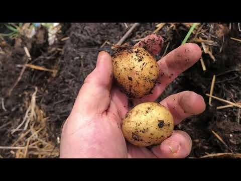 Potato Tower 2020 - Technically could have been worse