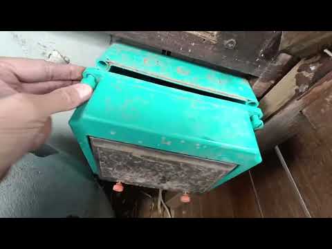 SNEAKY SPOTTED BUSH SNAKE