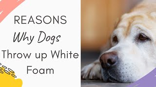 Why is my dog throwing up white foam: Reasons and Explained Why Dogs Throwing up White Foam
