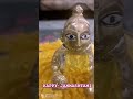 Shorts KRISHNA JANAM UTSAV II HAPPY JANMASHTAMI II 2023 24 II