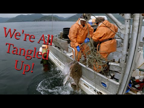 Hauling in a Giant Snarl! | Halibut Longlining