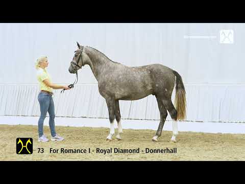 Hanoverian Stallion Licensing 2017 no  73 Stallion by For Romance I   Royal Diamond