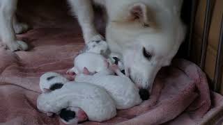 Meet Lexie's Adorable 5-Puppy Surprise! 🐶❤️ Watch Their First Moments!
