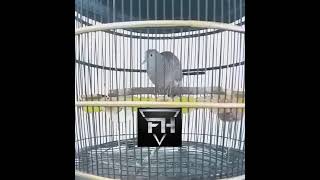 Download lagu Suara Perkutut WGG (Widaksana Gosta Gasti) Gacor.. Nggayer.. Durasi Anggungan lama. mp3