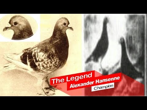 Alexander Hansenne^  Long Distance Strain* #pigeonfancier#racingpigeon#pigeonracing