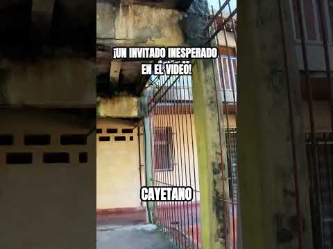 EL CORAZÓN DEL SAN CAYETANO: Caminando por sus galerías 🏢🐈