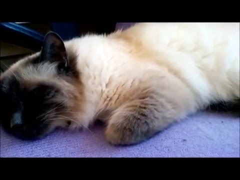 Muscle spasms in cat (Viggo) - undiagnosed