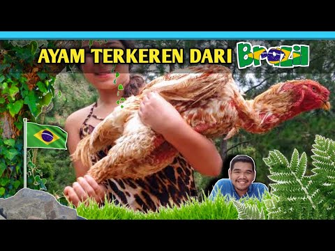 , title : 'AYAM INDIO GIGANTE - Ayam Fenomenal Terbesar Punya Negara Brazil | APACRIT'