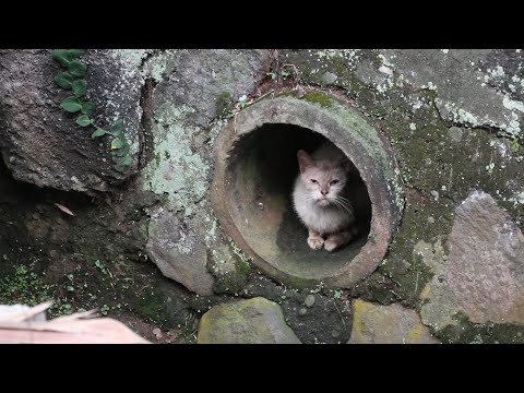 Poor stray cat hiding in the drain hole