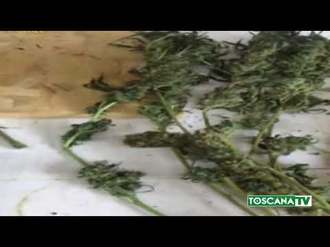 2018-07-19 PESCIA - DROGA, IN GIARDINO VILLA COLTIVAZIONE MARIJUANA