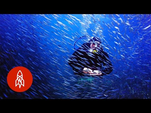 Oceanic Trouble? Summon These Aquanauts! | That's Amazing