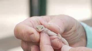 Finding a Mediterranean Gecko in a Greenhouse