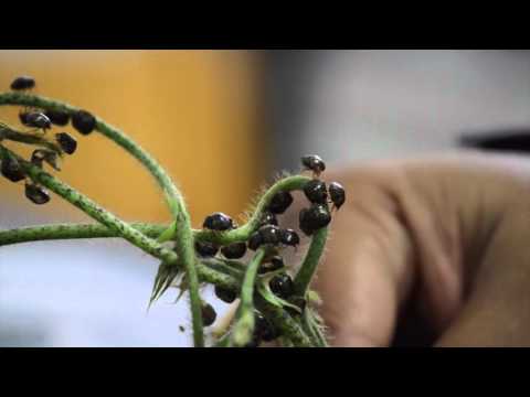 Tackling the Bug Invasion - Sriyanka Lahiri