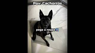 Ela parada igual um botijão 😂🐶🛁#engraçado #cachorro #shorts