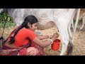 Aunty Cow Milk