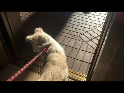 Interesting Schindler Elevator @ Fashion Island Mall, Newport Beach, CA