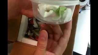 Unboxing FL Cham Newton Bloodline Veiled Chamleon.