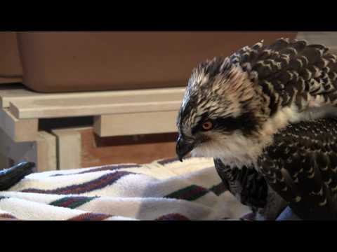 Feeding a juvenile Osprey
