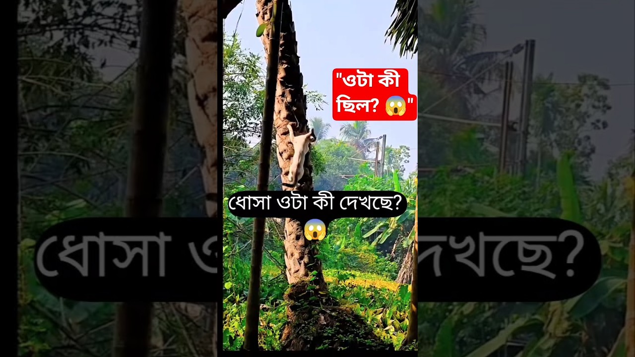 জঙ্গলের আড়ালে ওটা কী? ধোসা আর চিকু তো ভয়ে অস্থির! 😨🐾 #Shorts #Mystery #DhosaAndCheku