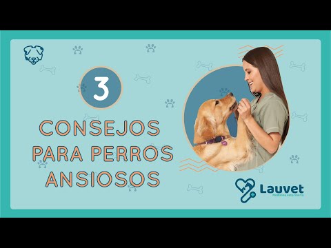 3 TIPS FOR ANXIOUS DOGS - Lauvet