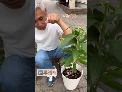 キョウチクトウ豆は切ったほうがいいですか？いつ、どのように行うのですか?ちょっとしたメンテナンスガイド  庭園